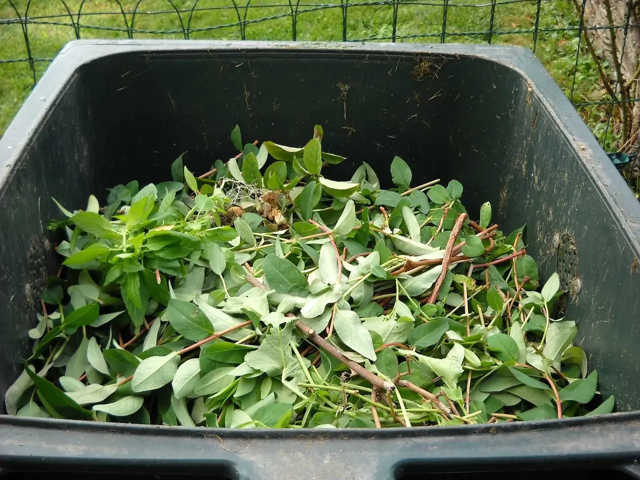 Biotonne und Herbstlaub